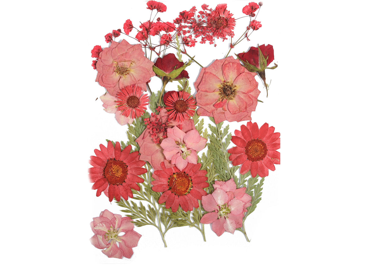Dried Real Flowers for Crafts Pressed Pink Chrysanthemum Dry Pressed Flower  Art Dried Real Flowers 123.85x90.09mm HM1042 