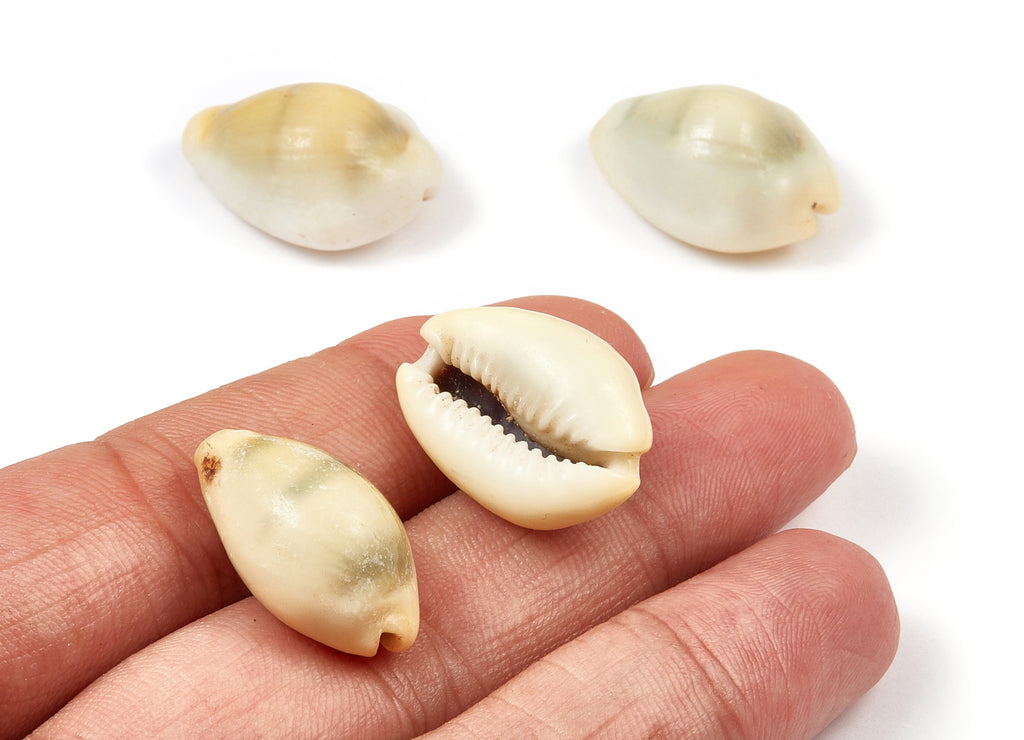 Cowrie Shell Charms - Mussel Shell Earrings and Pendant - Natural Seashell Earrings - No Hole - 23.55x14.77x10.5mm - SF1014 - DOMEDBAZAAR