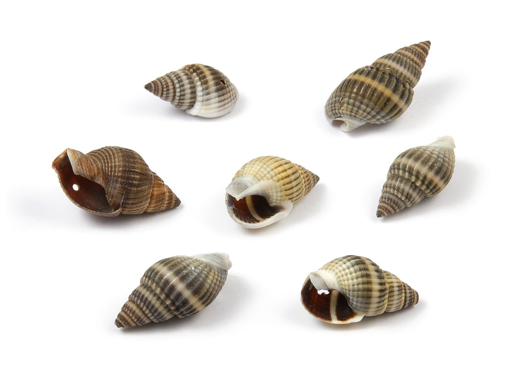 Whelk Seashell Charms - Mussel Shell Pendant - Natural Seashell Earrings - 1 Hole - 20.8x10.2x9.96mm - SF1019 - DOMEDBAZAAR