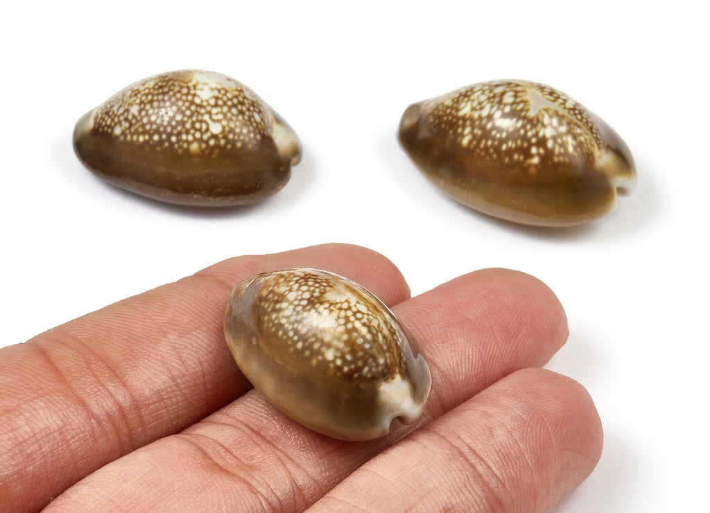 Cowrie Shell Charms - Mussel Shell Earrings and Pendant - Natural Seashell Earrings - No Hole - 34.39x20.5x17.29mm - SF1017 - DOMEDBAZAAR