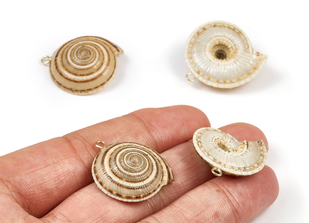 Whelk Seashell Charms - Seashell Earrings and Pendant-  Earring Charms - Natural Seashell - 1 Hole - 27.9x26.6 - SF1096 - DOMEDBAZAAR