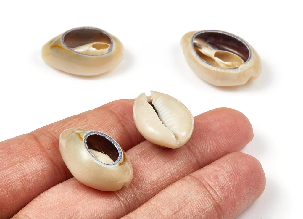 Open Cowrie Charms - Mussel Shell Earrings - Cut Open Seashell Pendant - Natural Seashell Earrings - 21.01x15.61x6.99mm - SF1049 - DOMEDBAZAAR