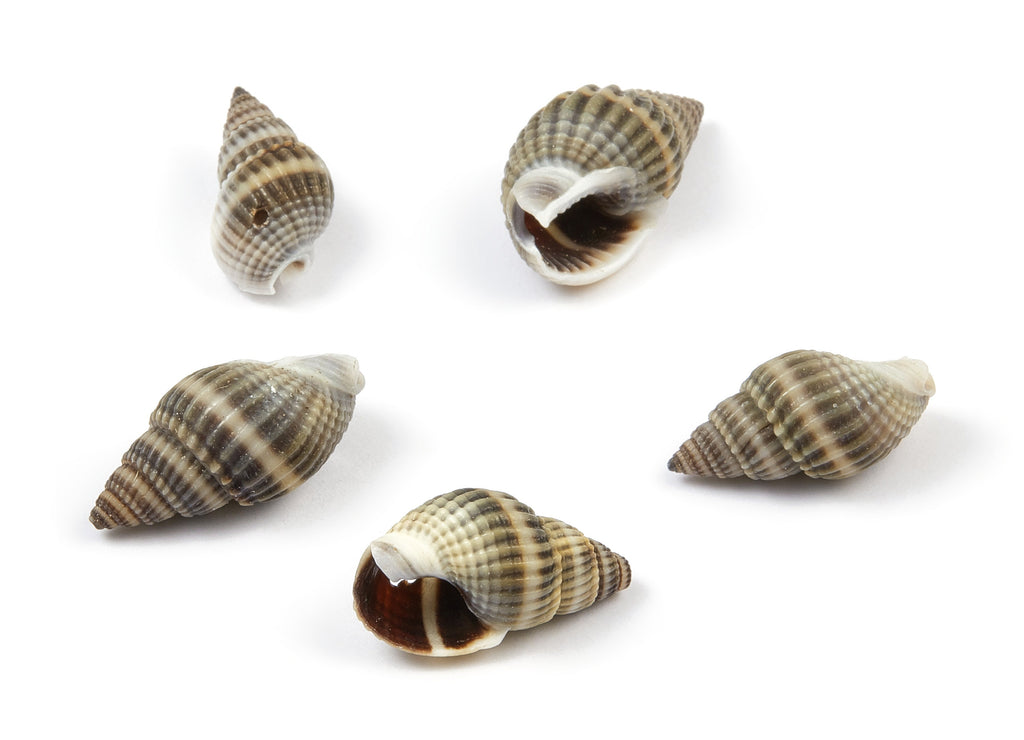 Whelk Seashell Charms - Mussel Shell Pendant - Natural Seashell Earrings - 1 Hole - 20.8x10.2x9.96mm - SF1019 - DOMEDBAZAAR