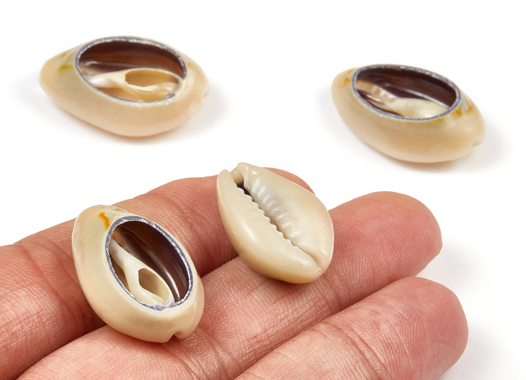 Open Cowrie Charms - Cut Open Seashell Earrings and Pendant - Mussel Shell Earrings - Natural Seashell Earring - 20.76x15.47x9.63mm - SF1050 - DOMEDBAZAAR