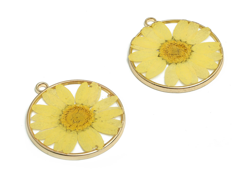 Epoxy Resin Round Real Flower Earring Charms - Dried Crinkle Chrysanthemum Pendant Charm - Gold Tone Plated Alloy -33.2x29.5x2.6mm- ZZ1937 - DOMEDBAZAAR