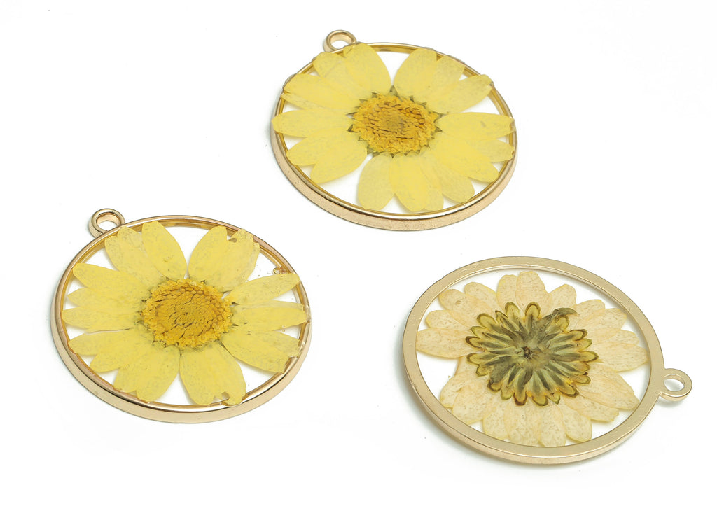 Epoxy Resin Round Real Flower Earring Charms - Dried Crinkle Chrysanthemum Pendant Charm - Gold Tone Plated Alloy -33.2x29.5x2.6mm- ZZ1937 - DOMEDBAZAAR