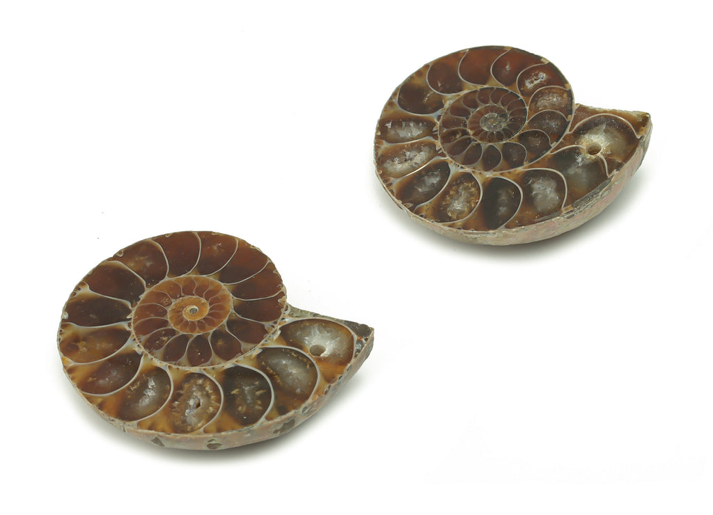 Ammonite Fossil Snails Pendant - Ammonite Fossil Charms –  Ammonite Fossil Jewelry – Jewelry Supplies – Average Size - 29x24x7.3mm - NS1557 - DOMEDBAZAAR