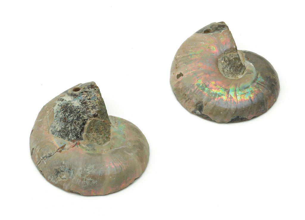 Ammonite Fossil Snails Pendant - Ammonite Fossil Charms –  Ammonite Fossil Jewelry – Jewelry Supplies – Average Size - 29x24x7.3mm - NS1557 - DOMEDBAZAAR