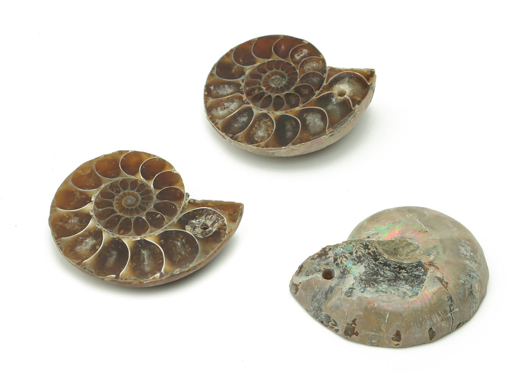Ammonite Fossil Snails Pendant - Ammonite Fossil Charms –  Ammonite Fossil Jewelry – Jewelry Supplies – Average Size - 29x24x7.3mm - NS1557 - DOMEDBAZAAR