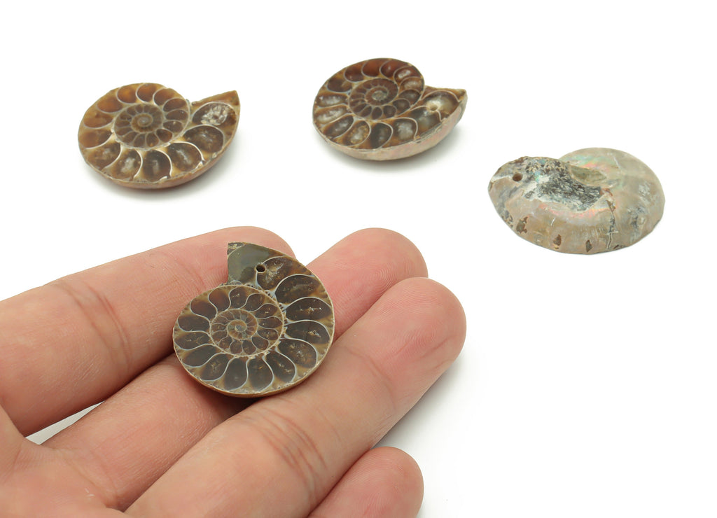 Ammonite Fossil Snails Pendant - Ammonite Fossil Charms –  Ammonite Fossil Jewelry – Jewelry Supplies – Average Size - 29x24x7.3mm - NS1557 - DOMEDBAZAAR